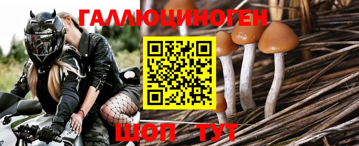 Псилоцибиновые грибы Psilocybine cubensis Ленинск-Кузнецкий